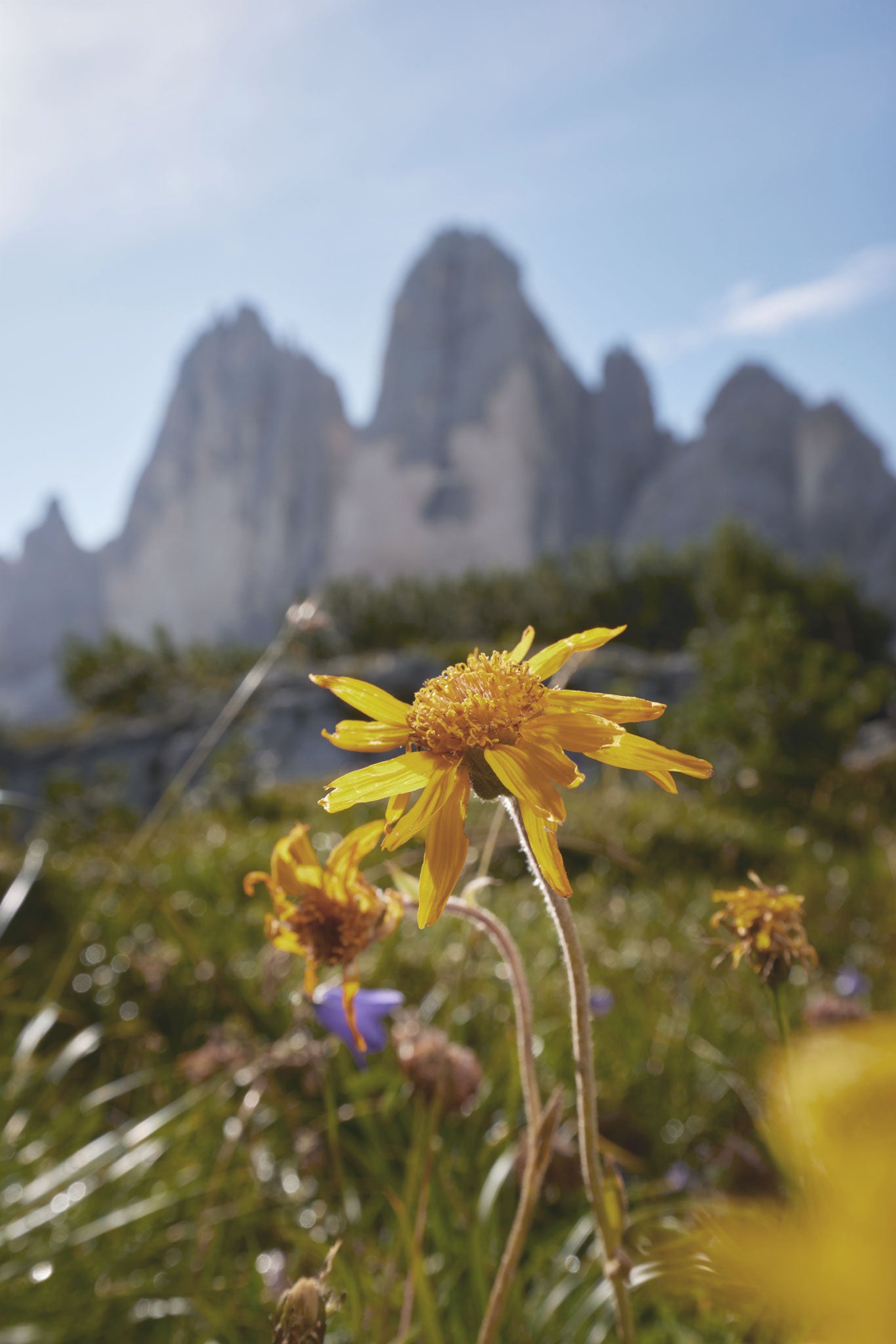 Arnica Montana: il suo incredibile potenziale per la cura della pelle