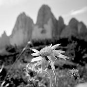 Arnica CBD
