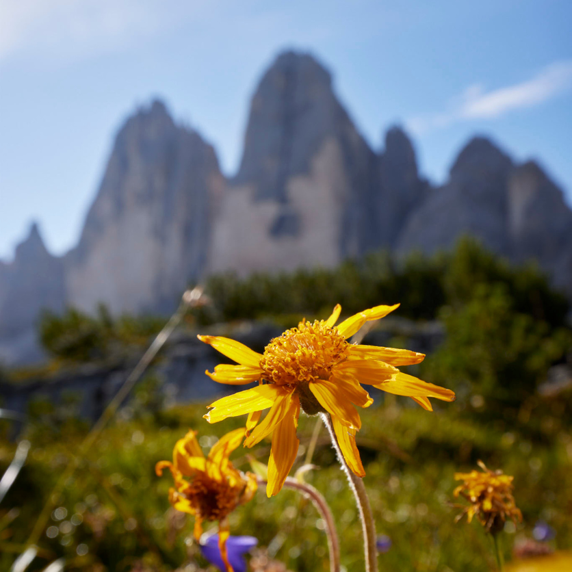 FD_Dolomites_company_profile_sito_1.png