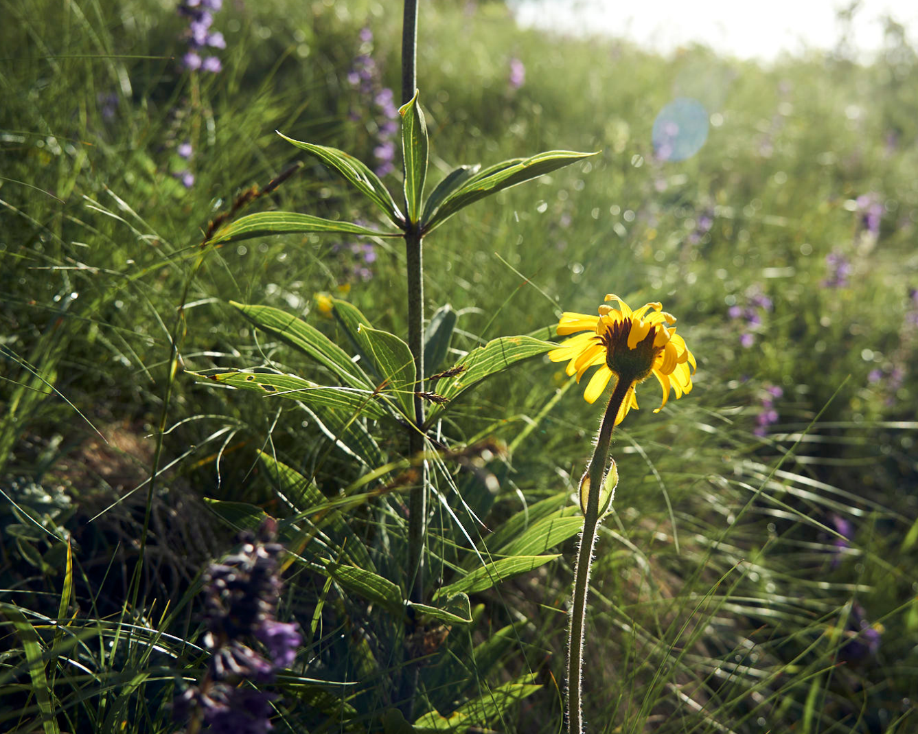 Arnica Science: 50 Anni di Esperienza nel Cuore delle Dolomiti